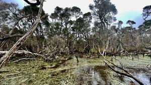 Study uncovers earliest evidence of humans using fire to shape the landscape of Tasmania