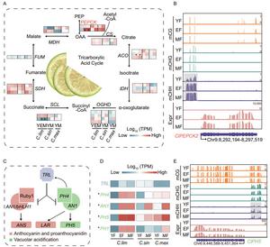 Increased CHH methylation contributes to citric acid biosynthesis of lemon fruit.