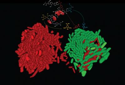 Biosensors Detecting Lignin Transformation