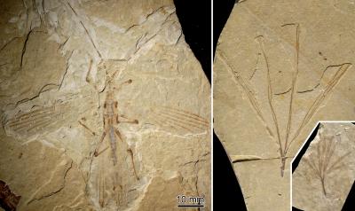 <I>Cretophasmomima melanogramma</I>