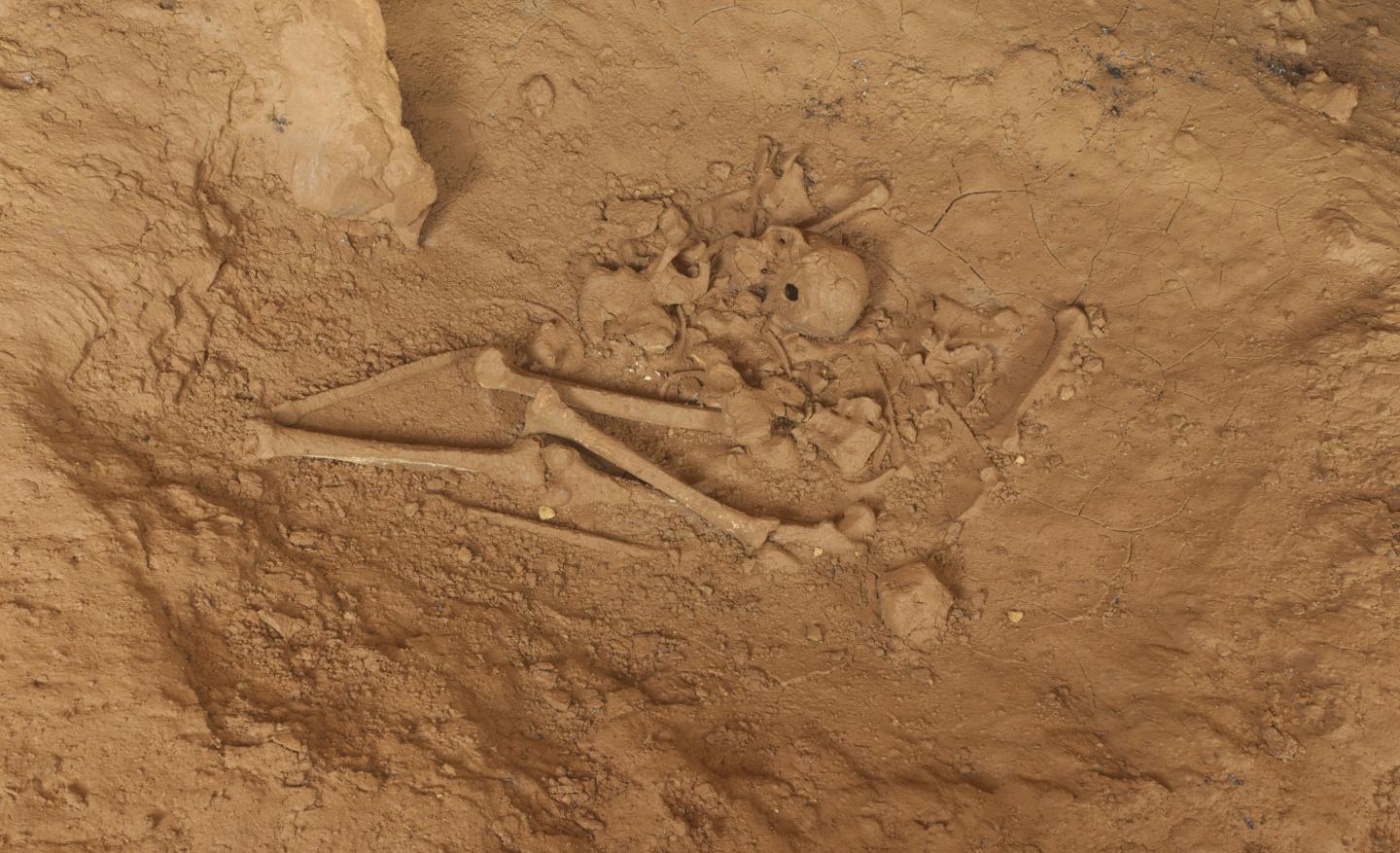 The disarticulated skeletal remains of an adult male deposited in a bear nest.