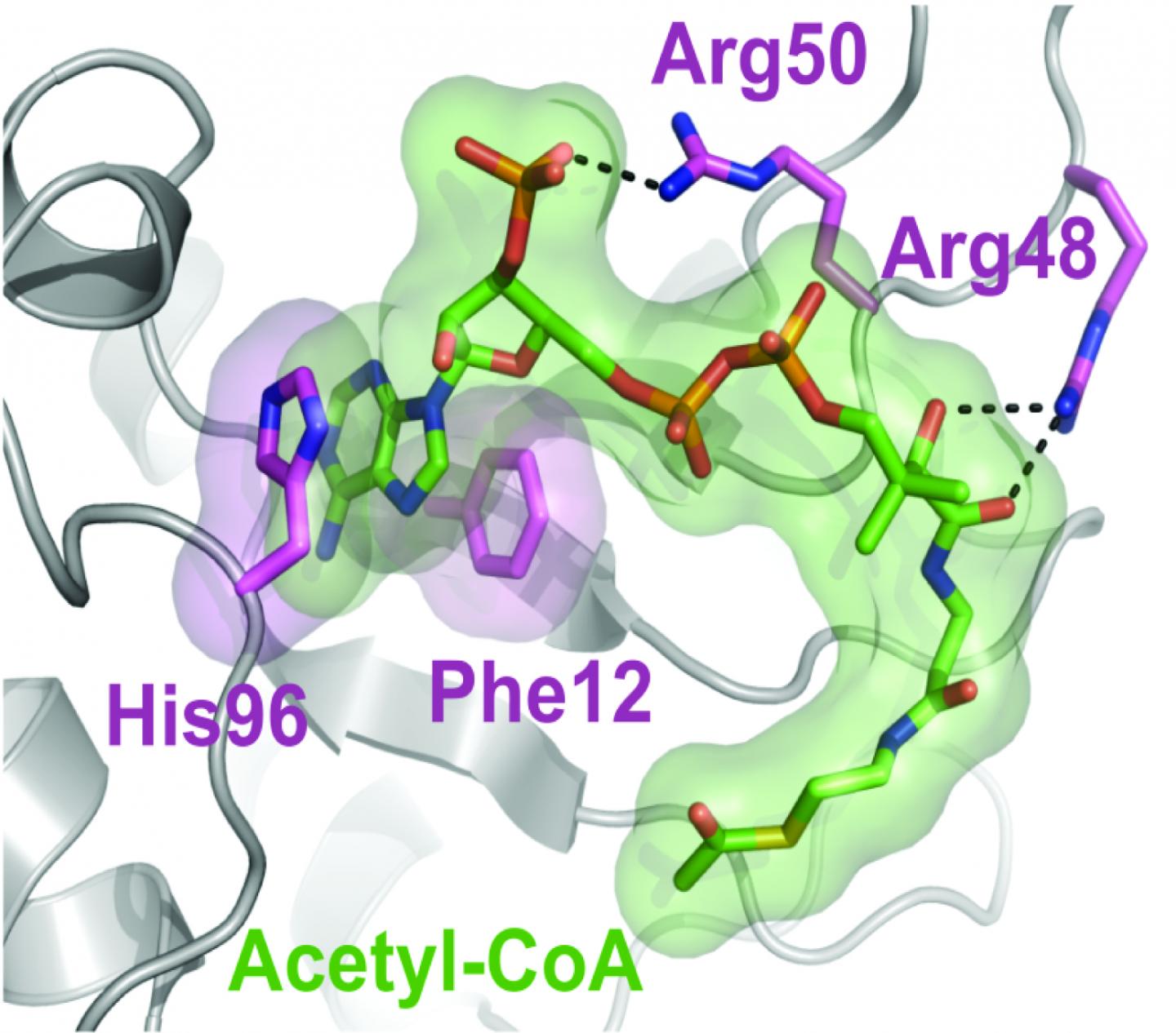Translating Mitochondrial Signals to Nuclear DNA Changes and Cancer