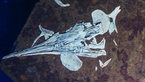 Saurichthys (2 of 2)