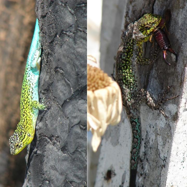 <i>Liolaemus tenuis</i>