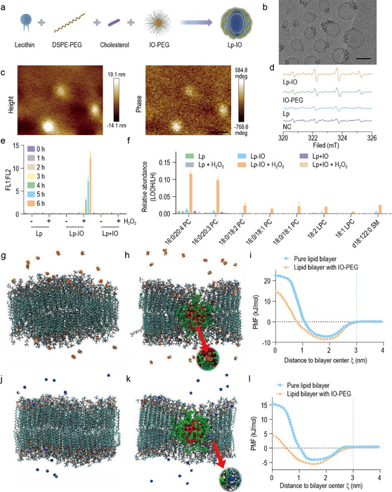 Preparation, characterization, lipid peroxidation, and MD simulations of Lp-IO.