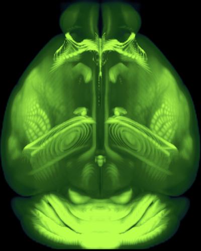 Allen Mouse Brain Common Coordinate Framework (CCFv3)