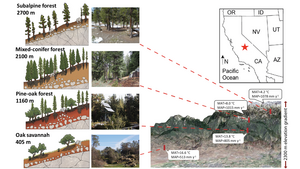 Site elevations