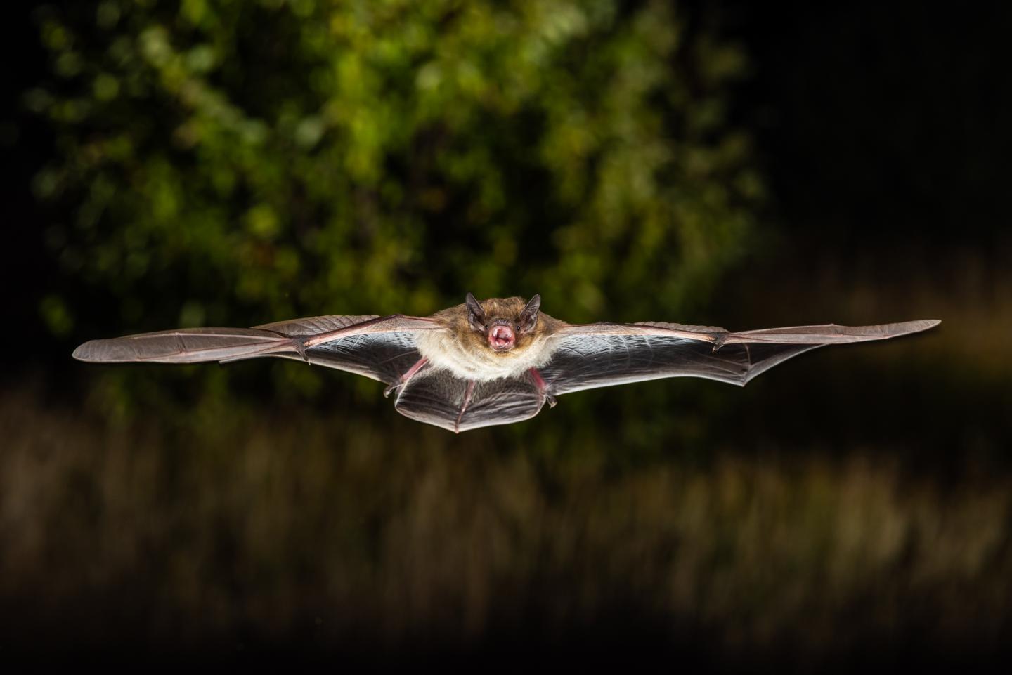 Nathusius' Bat