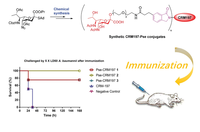 HKU and CityU made a breakthrough in vaccination development against lethal bacteria, providing new opportunity for treating resistant A. baumannii infection