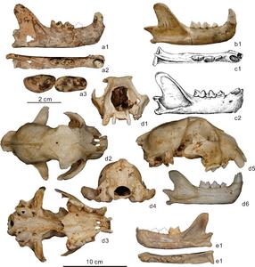 Fossil snow leopards from Eurasia