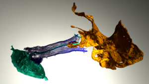 Sponge neuroid cell extends arms that enwrap the feeding apparatus of a sponge digestive cell