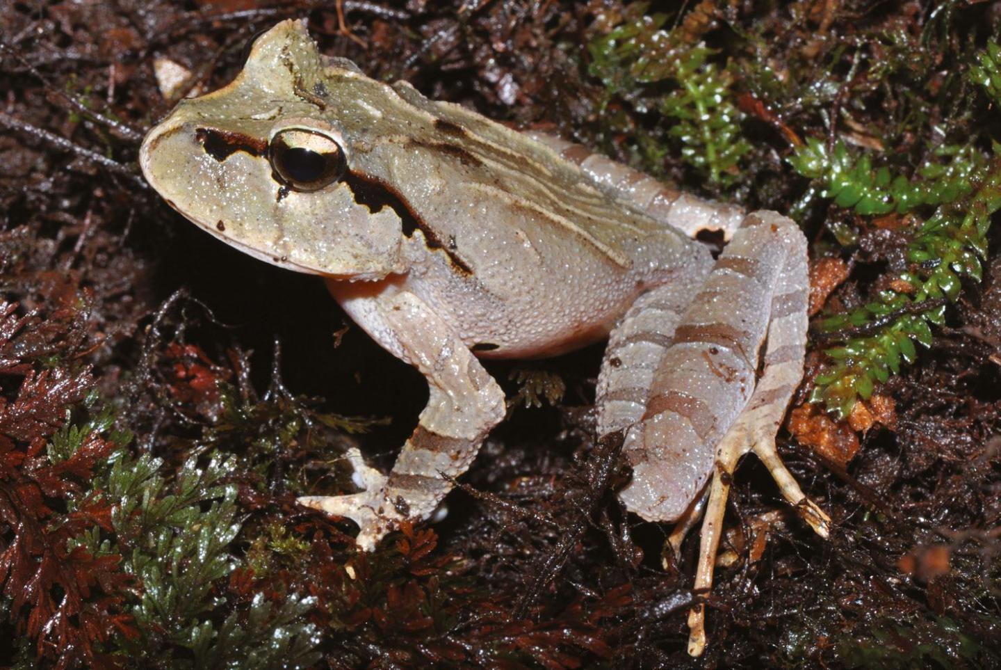 <em>Lechriodus aganoposis</em>