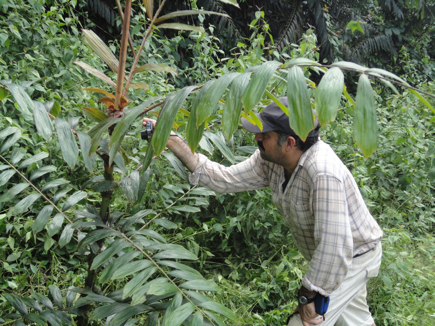 Author Dr. Fred Stauffer is Photographing the Rattan Palm in Côte d'Ivoire