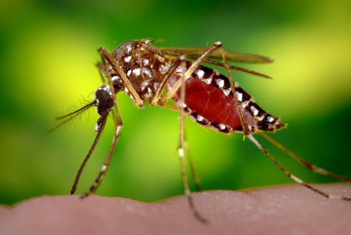 <i>Aedes aegypti</i> Mosquito Feeding