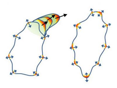 Two Components of Cell Movement