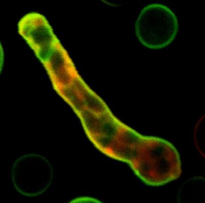 Imaging Probes Light up Cells with Greater Sensitivity