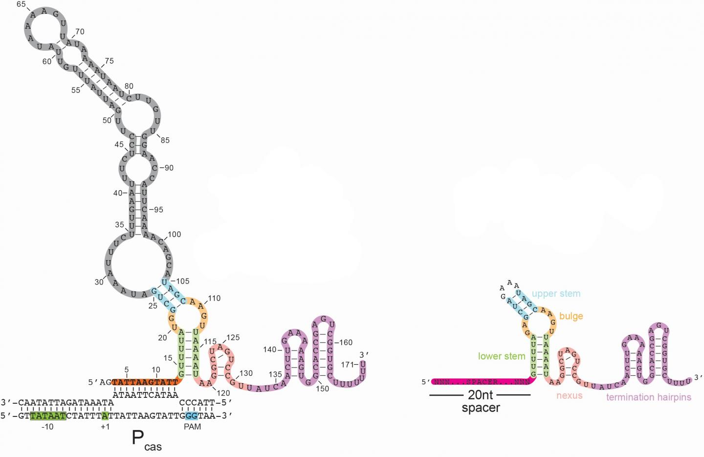 CRISPR system