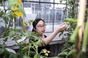 Gene-edited tomatoes