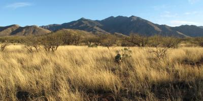 The Santa Rita Experimental Range South of Tucson, Ariz.