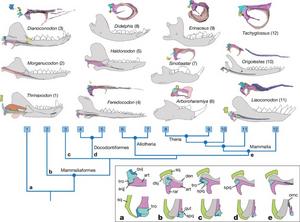 Mandibular middle ears and transformation of the articular-quadrate joints in mammaliaforms