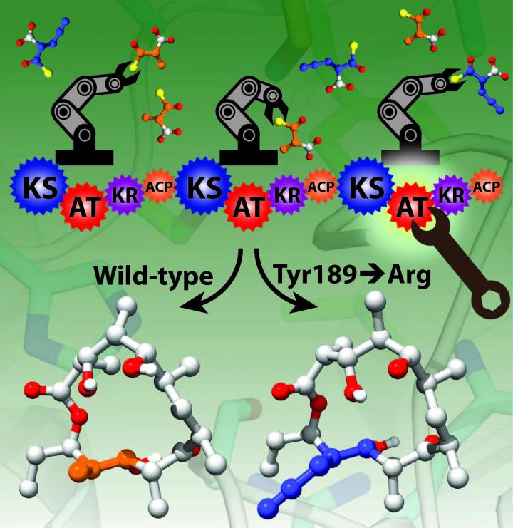Enzyme Assembly Line