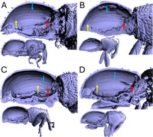 X-ray microtomography generated 3D models of weevil species from the genus Aphanerostethus