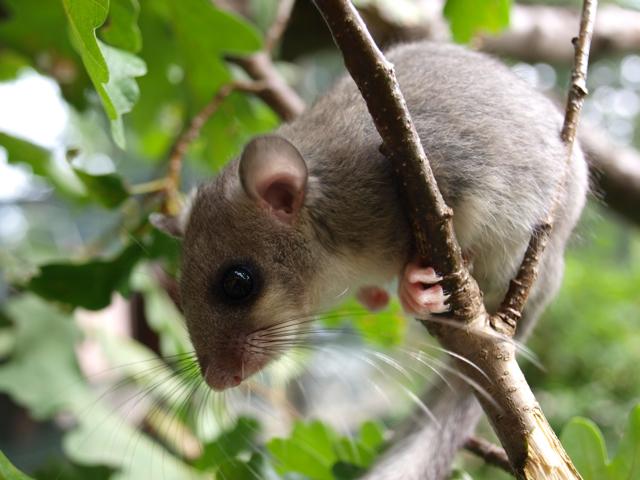 Dormice (<i>Glis glis</i>) in a Tree