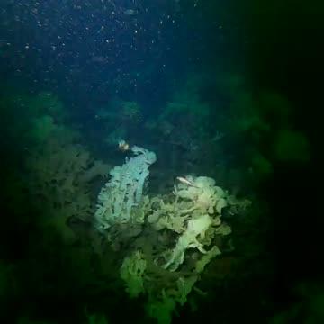 Climate Change An Imminent Threat to Glass Sponge Reefs