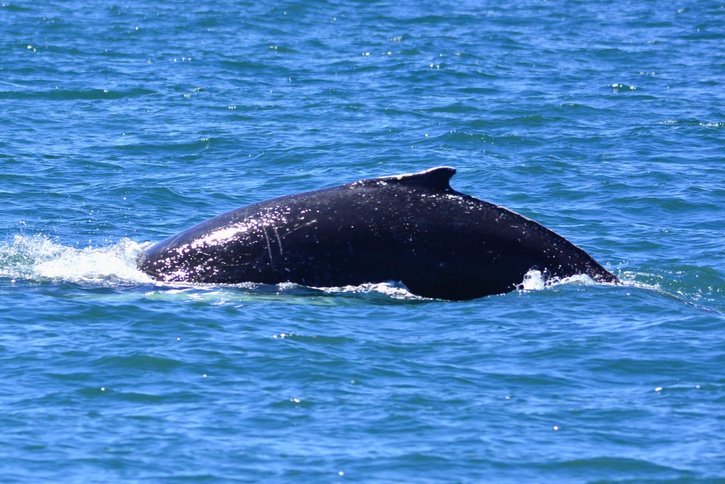 Whale in the Mediterranean Sea