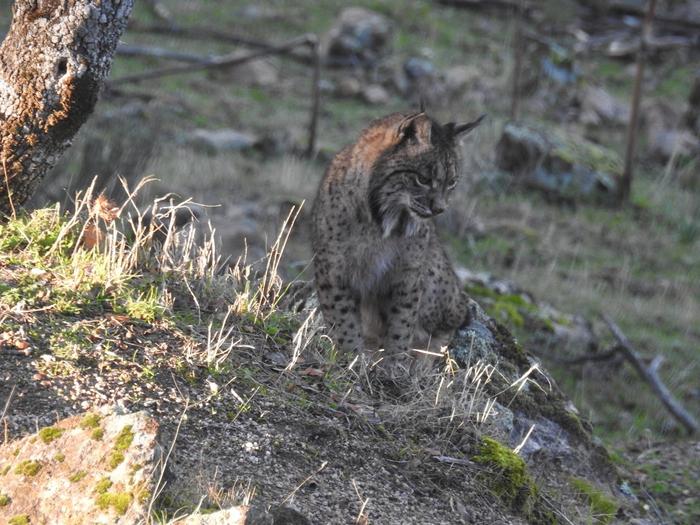 Iberian Lynx