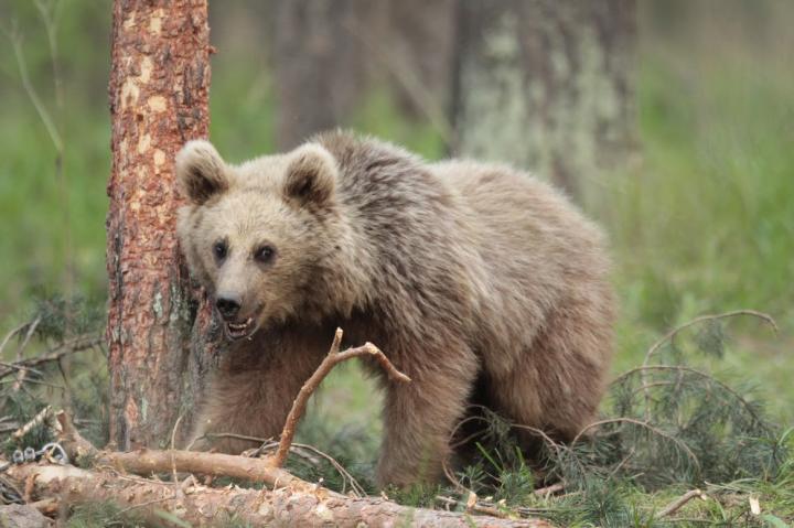 Juvenile Bear