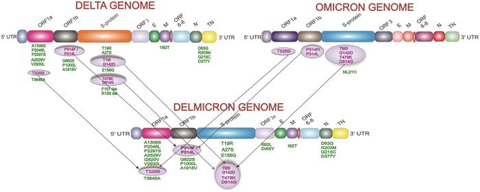 DELMICRON-a inter-lineage recombinant