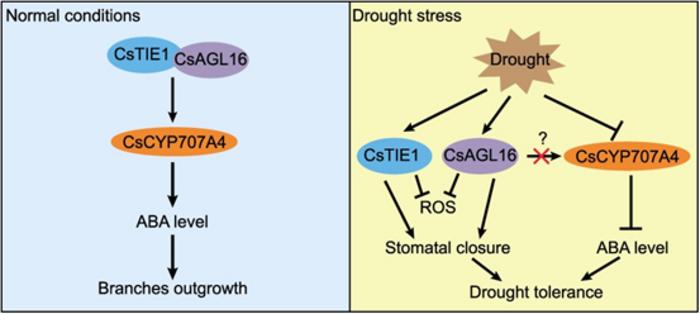 CsTIE1 interacts with CsAGL16 to coordinate cucumber branch outgrowth and drought tolerance.