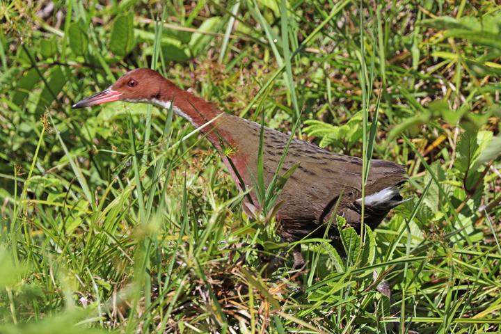 White-Throated Rail (<em>Dryolimnas cuvieri cuvieri</em>)