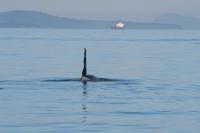 Does Ship Noise Interfere When Orcas Use Sound To Search For Salmon?