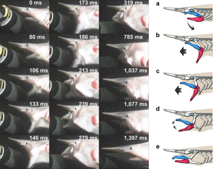 Video Stills Show a Goblin Shark's Protruding Jaws