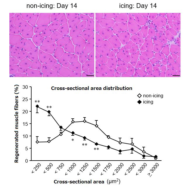 Figure 1: Cross-sections of muscle fibers 2 weeks after injury and a graph to show their distribution