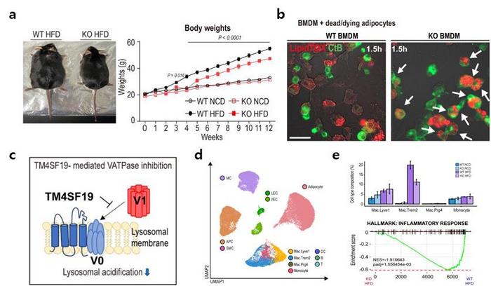 TM4SF19 mechanism regulating inflammatory response within adipose tissue