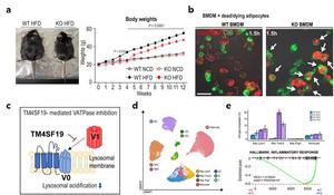 TM4SF19 mechanism regulating inflammatory response within adipose tissue