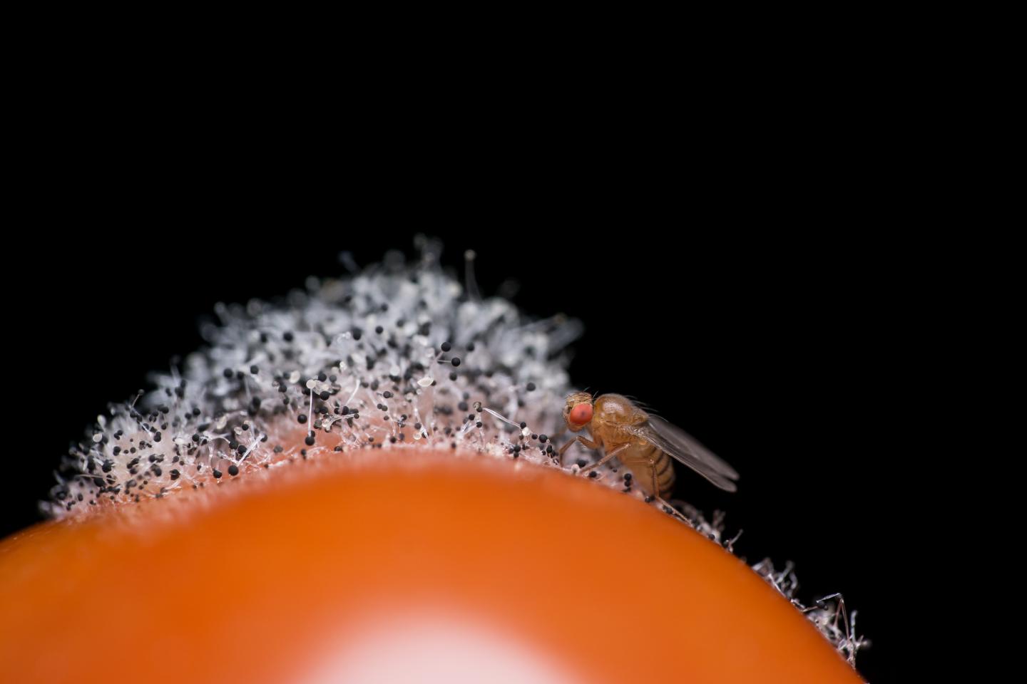 Vinegar Fly On A Moldy Tomato