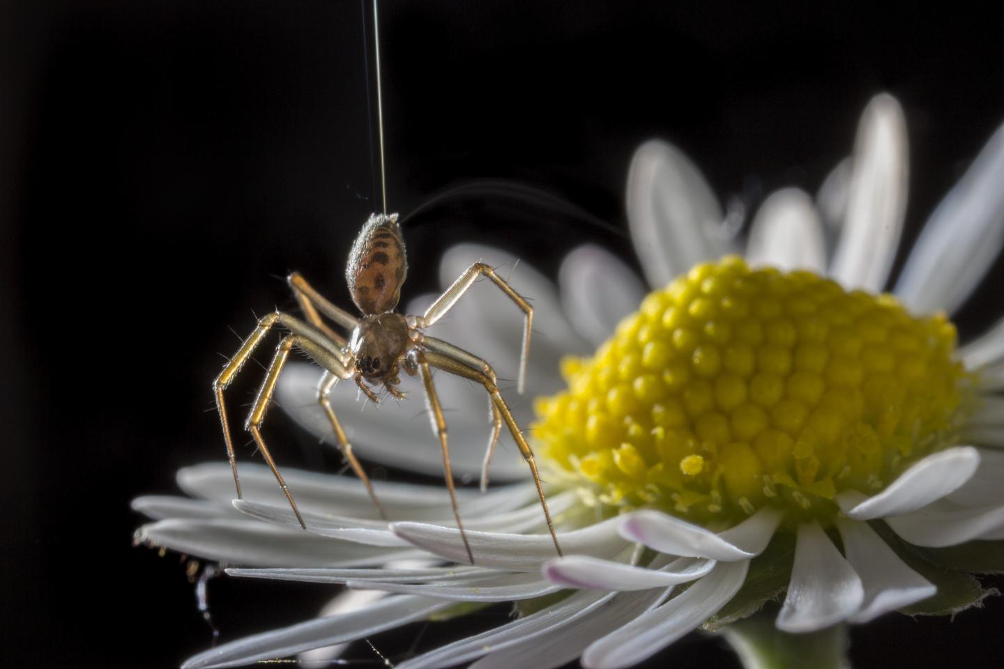 Ballooning Spider Showing a Tiptoe Stance on a Daisy