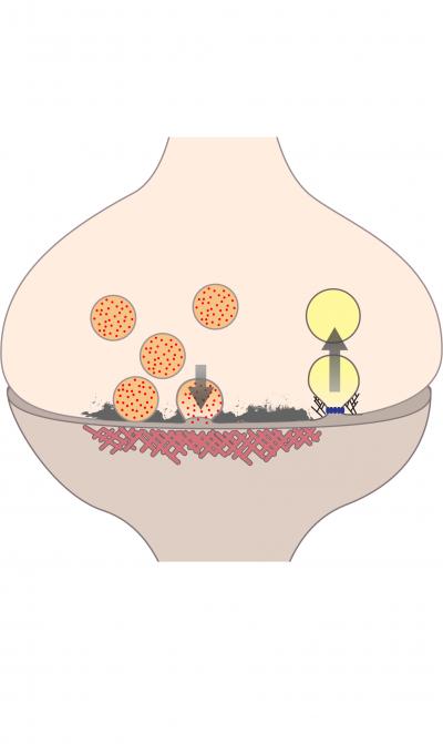 Diagram of Exocytosis and Endocytosis