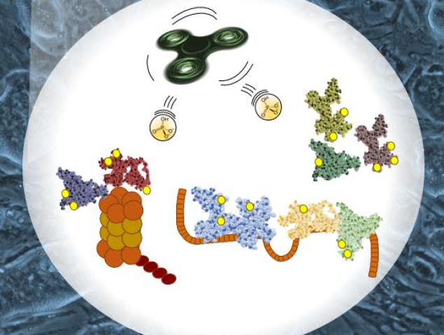 GSK-3 Phosphoproteome