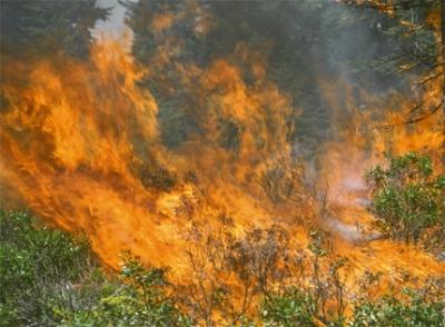 Wildfires and Sierran Ecosystems