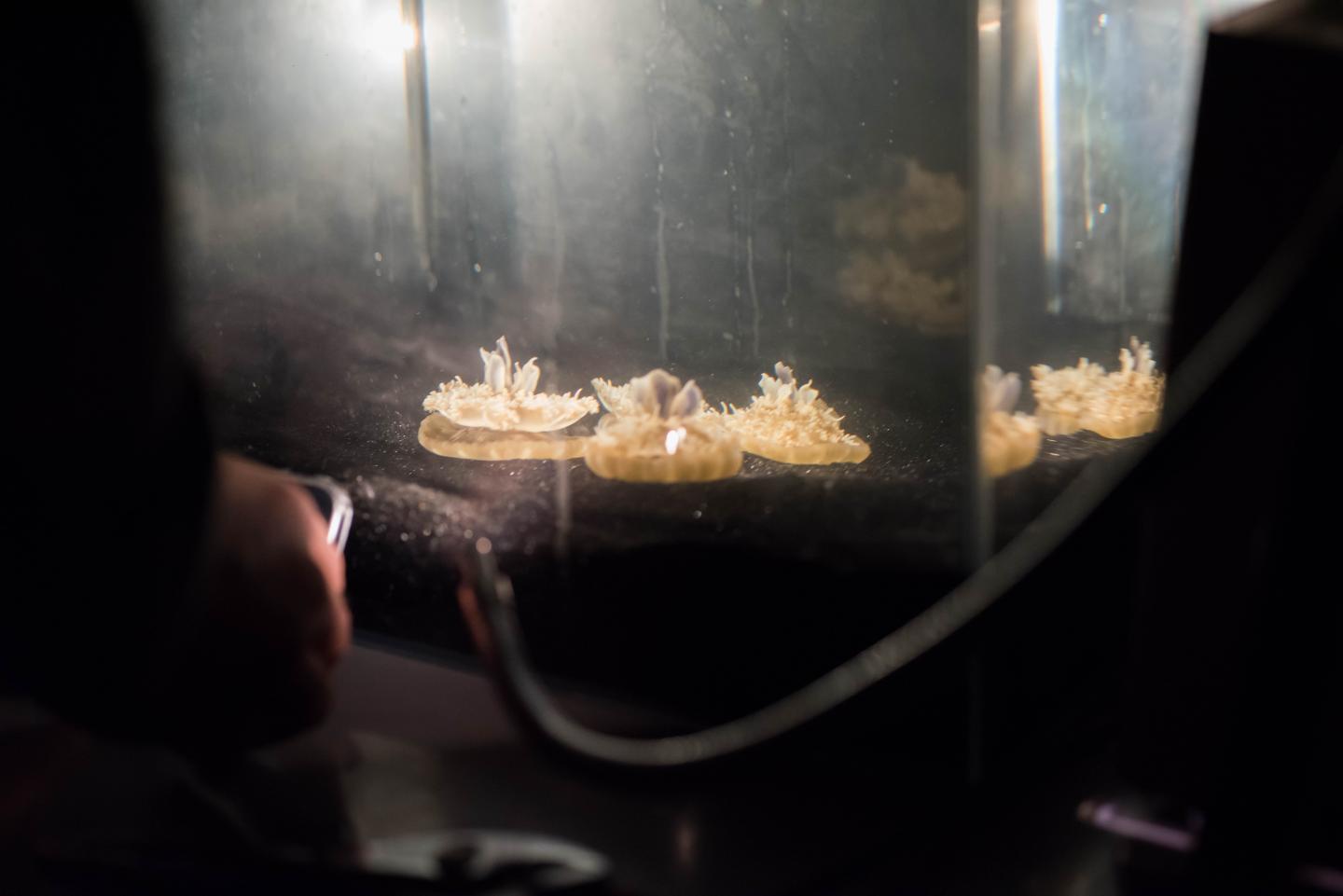 Jellyfish in tank