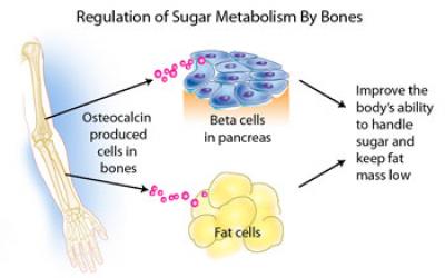 Regulation of Sugar Metabolism by Bones
