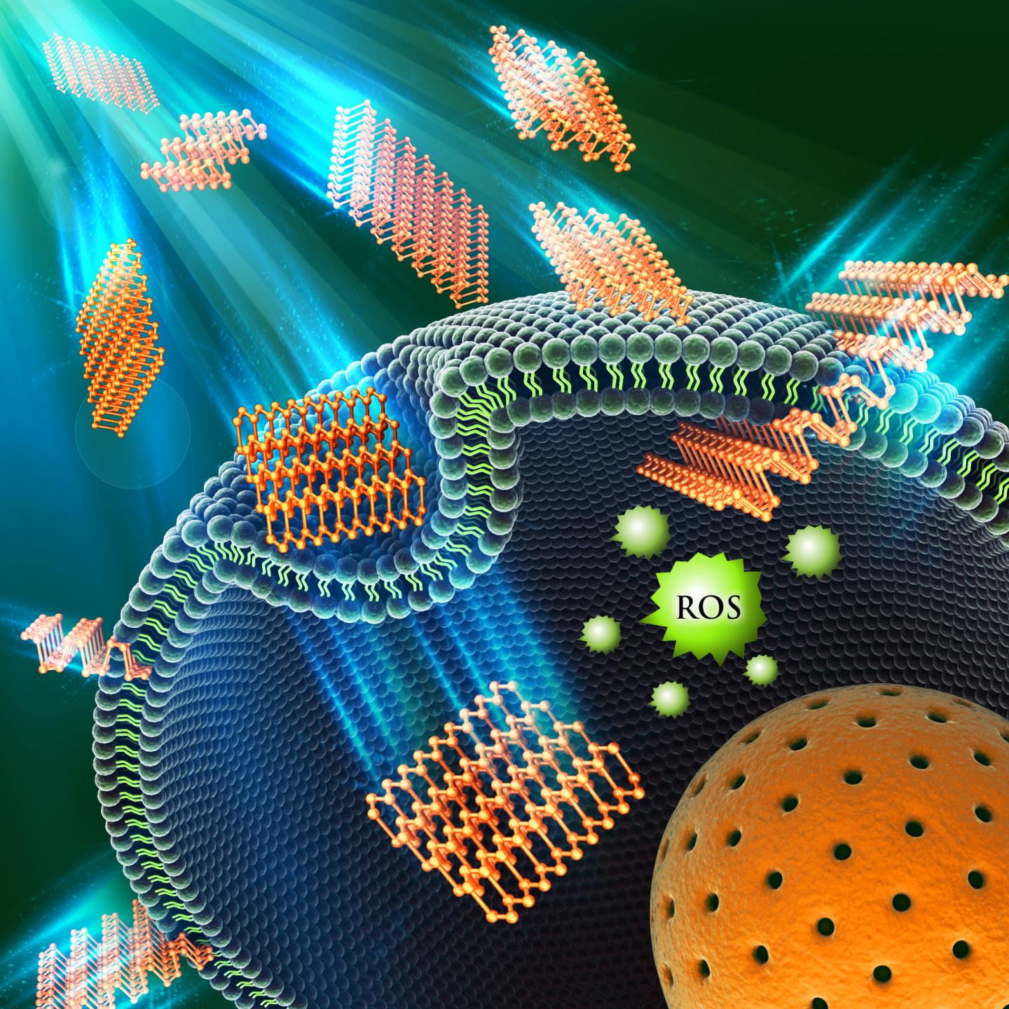 Mechanisms of Layered BP Toxicity