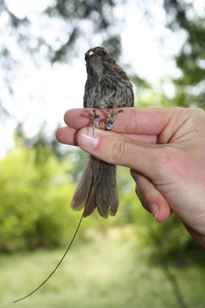 Song Sparrow and Antenna