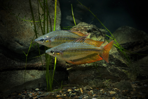 Eastern rainbowfish