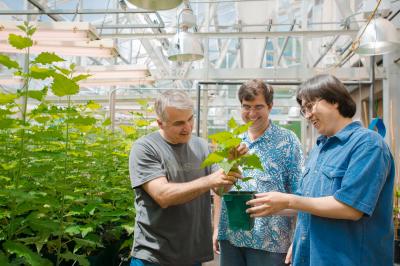 Victor Busov, Yordan Yordanov, and Hairong Wei, Michigan Technological University 